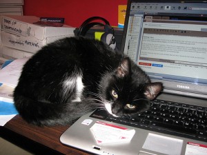 File sharing so easy your cat wants to know why you're not using it